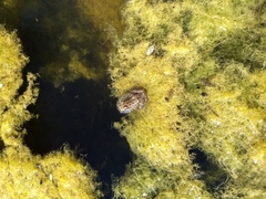 Lithobates magnaocularis