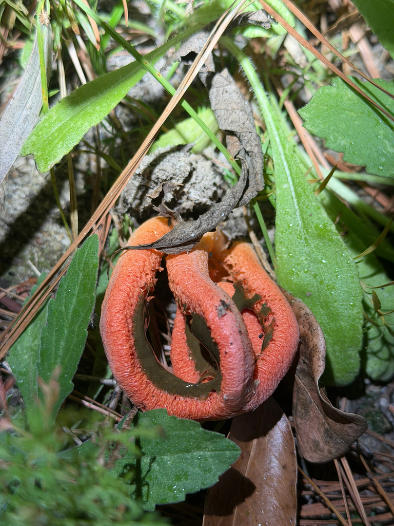 Clathrus columnatus · November 2025 · photo: © joeyparsons (iNaturalist, cc-by)