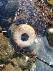 Strongylocentrotus purpuratus