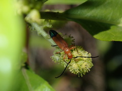 Stenoderus ostricilla