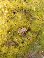 Lithobates magnaocularis