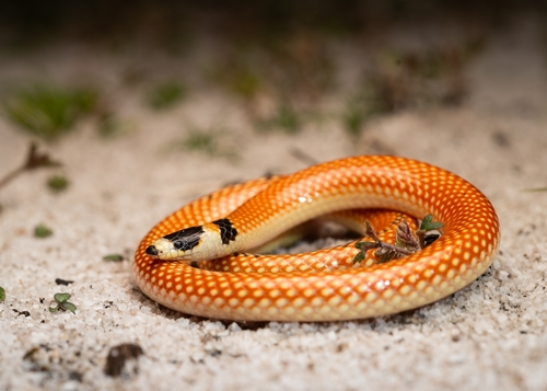 Black-striped Burrowing Snake sighting