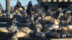 Zalophus californianus