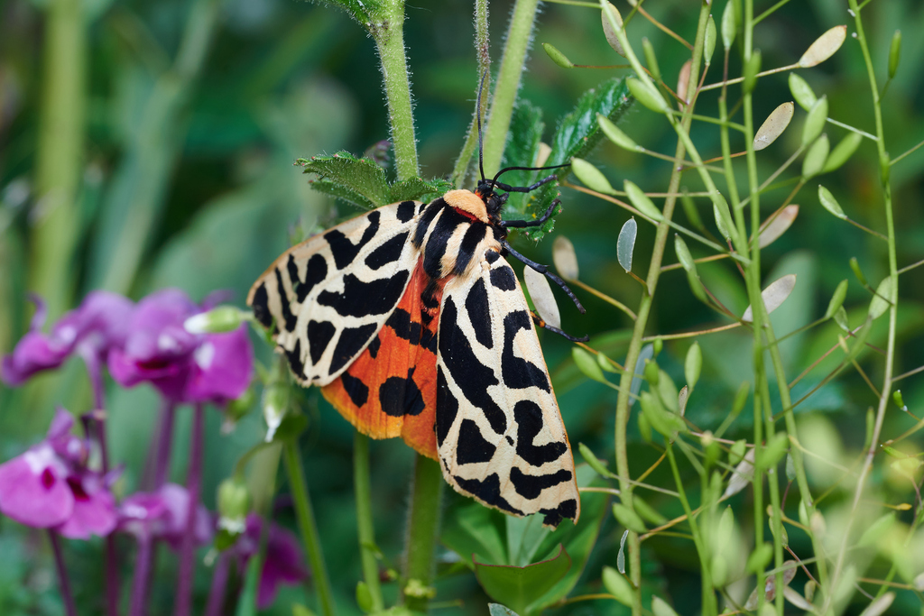 Arctia romanovi