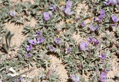 Astragalus kentrophyta tegetarius