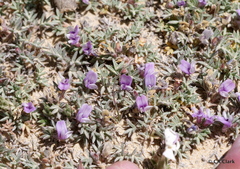 Astragalus kentrophyta tegetarius