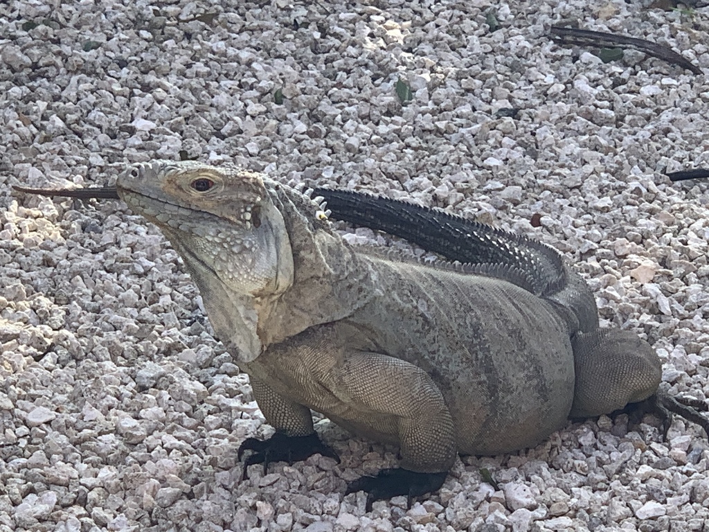 Grand Cayman Blue Iguana