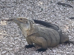 Grand Cayman Blue Iguana photo 1