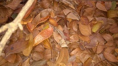 Anolis sagrei