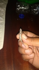 Anolis sagrei