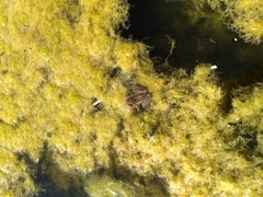 Lithobates magnaocularis