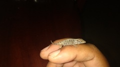 Anolis sagrei