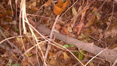 Anolis sagrei