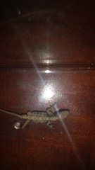 Anolis sagrei