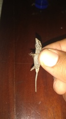 Anolis sagrei