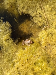 Lithobates magnaocularis