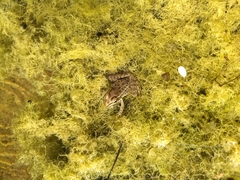 Lithobates magnaocularis