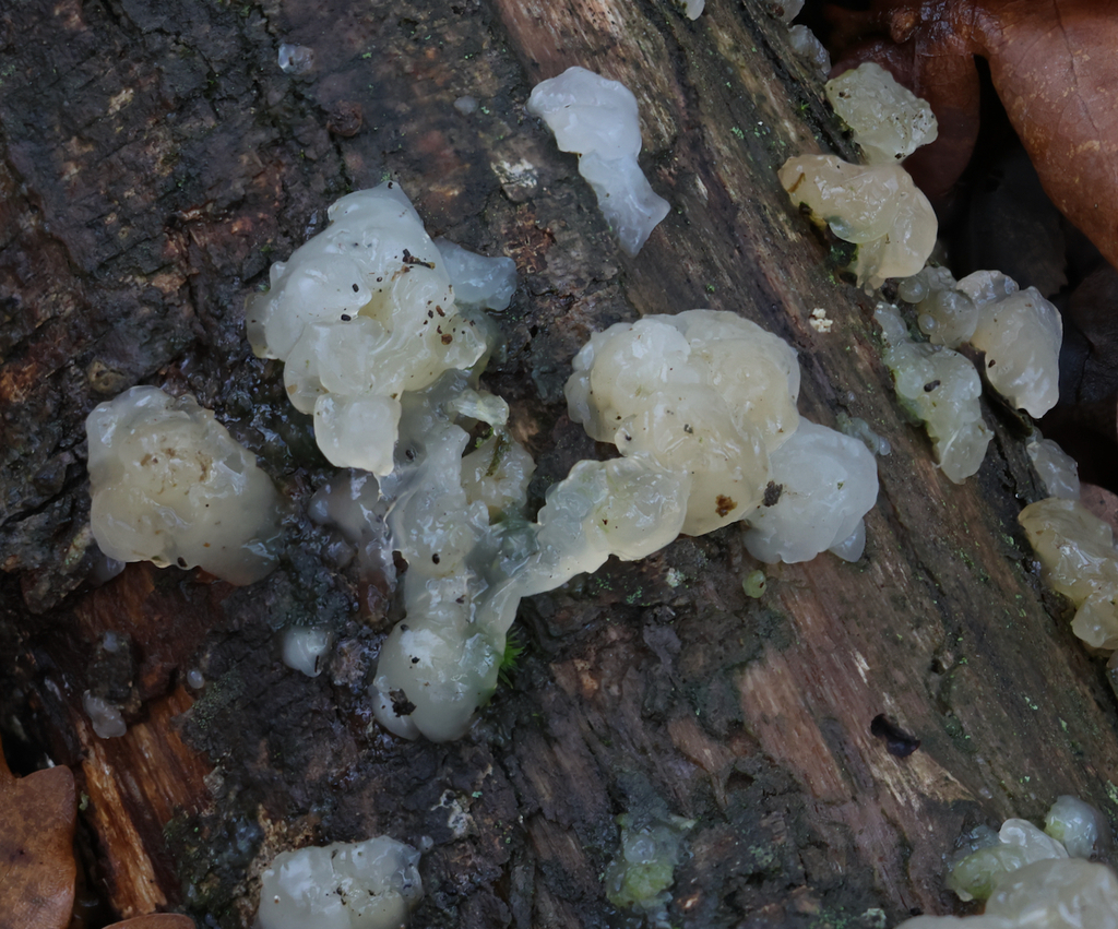 Myxarium nucleatum · November 2025 · photo: © jerry2018 (iNaturalist, cc0)