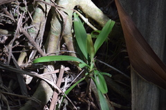 Cordyline stricta