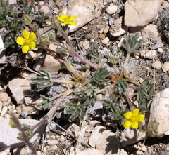 Potentilla pseudosericea