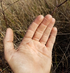 Eragrostis elliottii