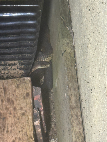 Lowlands Copperhead sighting