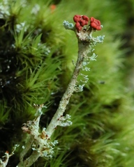 Cladonia bellidiflora image