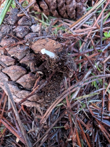 Strobilurus stephanocystis