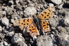 Polygonia c-aureum lunulata