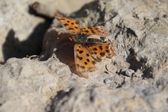 Polygonia c-aureum lunulata