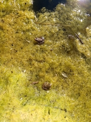 Lithobates magnaocularis