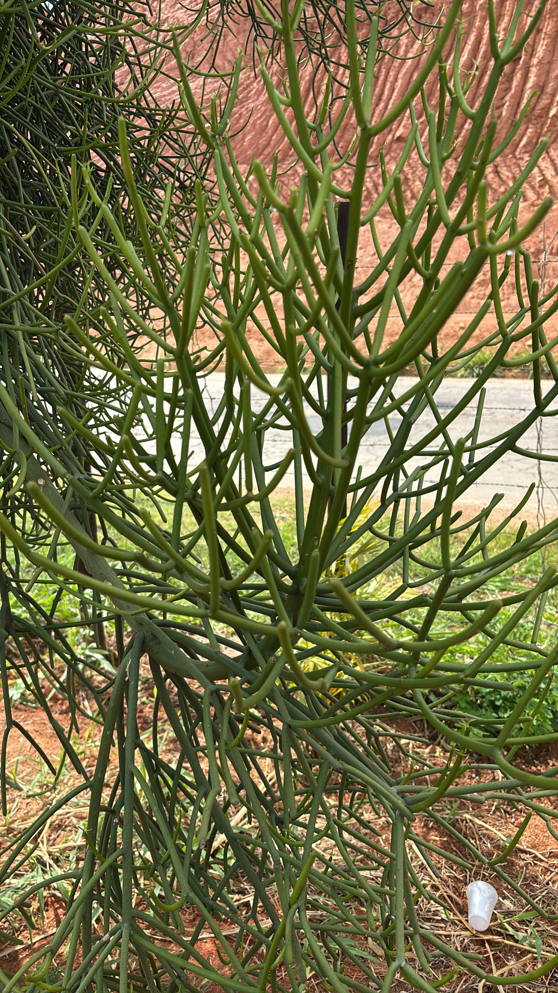 Euphorbia tirucalli