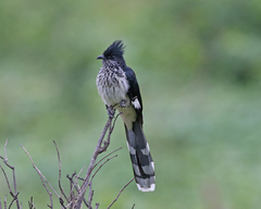 Levaillant's Cuckoo photo 1