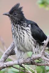 Levaillant's Cuckoo photo 2