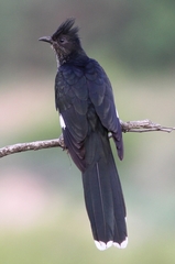 Levaillant's Cuckoo photo 3