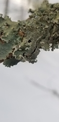 Punctelia caseana