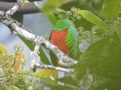 Pharomachrus antisianus