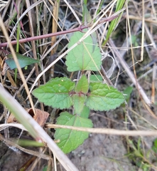 Conoclinium coelestinum