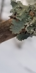 Punctelia caseana