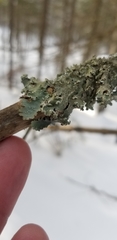 Punctelia caseana