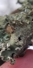 Punctelia caseana