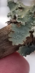 Punctelia caseana