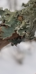 Punctelia caseana