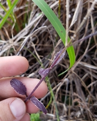 Verbena scabra