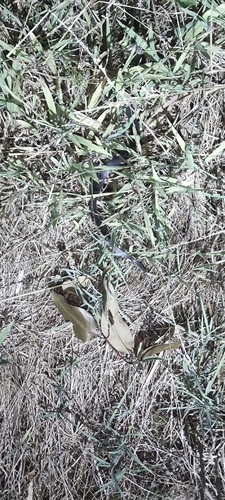 Golden-crowned Snake sighting