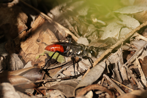 Prionyx thomae observed 2025-11-15