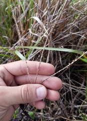 Verbena scabra