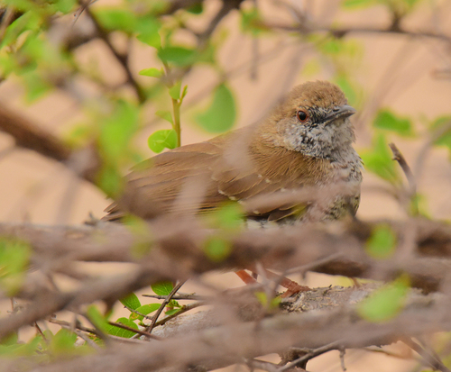 Stierling's Wren-Warbler (Calamonastes stierlingi), photo 10