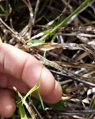 Vicia acutifolia