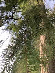 Pseudotsuga menziesii
